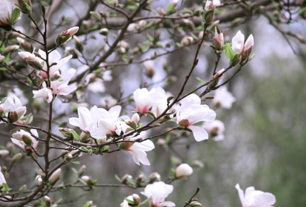 istock Mysterious spring background with white magnolia flowers 993570036