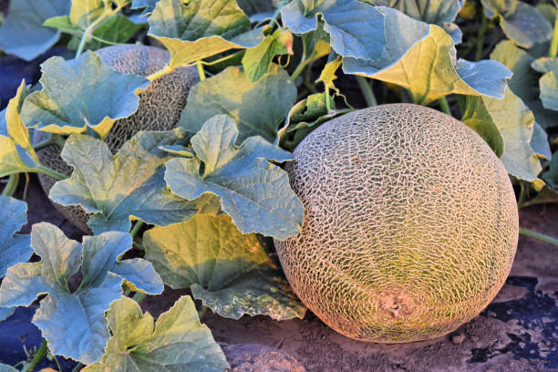 istock Rockmelon farmland at twilight time 993571120