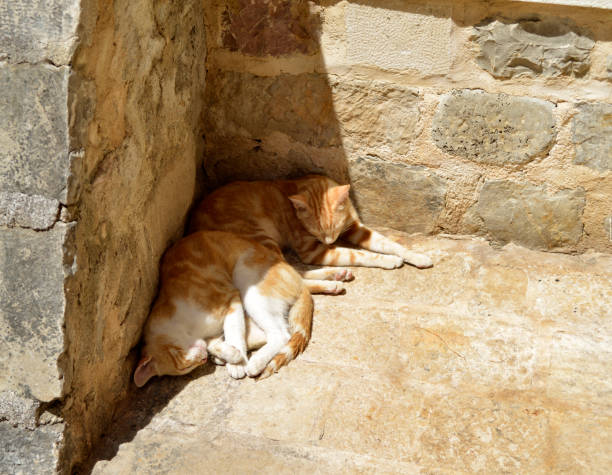 istock Two striped yellow cats sleep in the corner 993571230