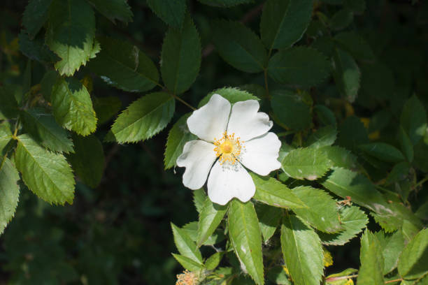 istock One white flower of dog rose in May 993571292