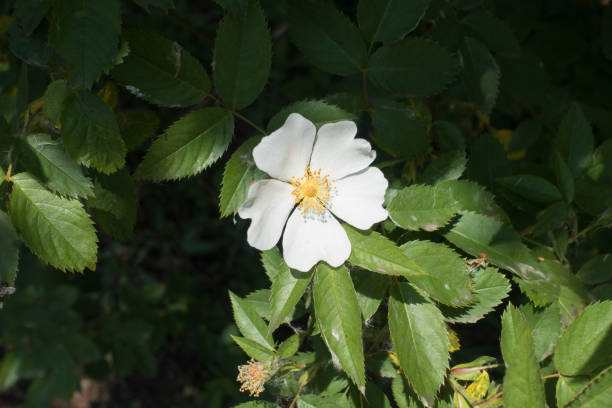 istock Single white flower of dog rose in May 993571312
