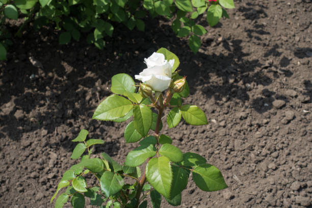 istock Half opened white flower of garden rose 993575466