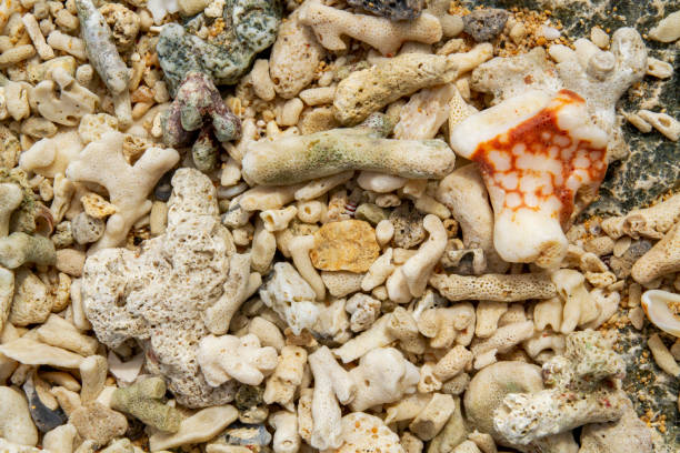 istock Broken corals on the beautiful beach in the paradise 993577914