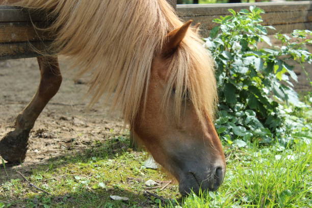 istock Horse with long hair. 993577928