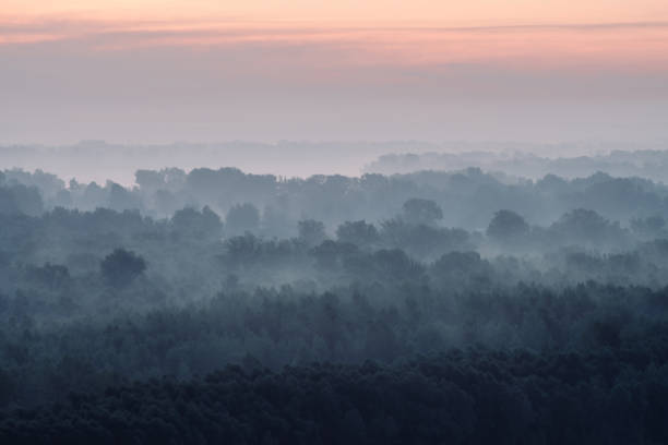 istock Mystical view on forest under haze at early morning. Eerie mist among layers from tree silhouettes in taiga under predawn sky. Atmospheric minimalistic landscape of majestic nature in faded blue tones 993578986