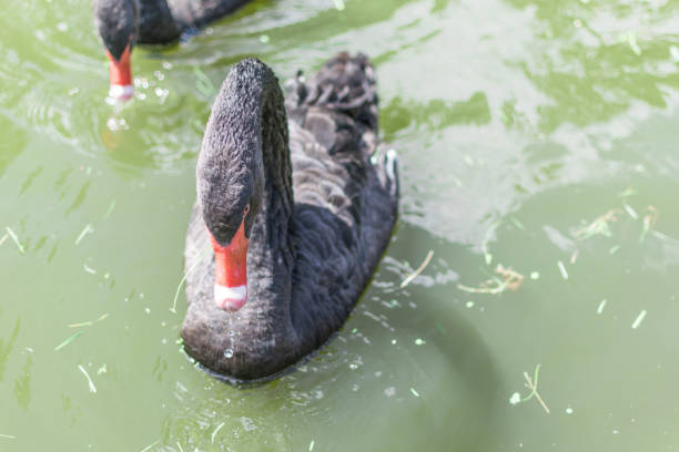 istock Black swan in green water. 993581044