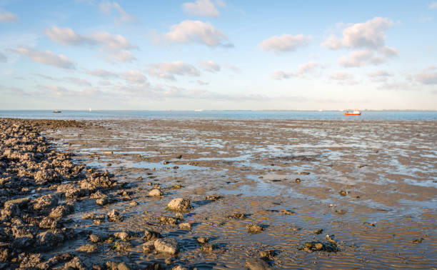 istock Sandy beach on a sunny day at low tide 993592336