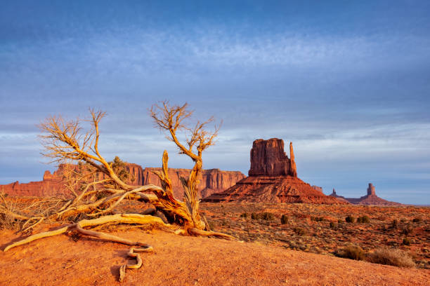 istock Monument valley landscape view with dry tree and dramatic sky, USA 993592866