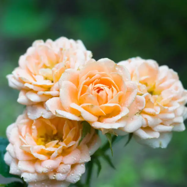 Photo of Beautiful rose flowers are pastel colors in the summer garden with dew drops. Selective focus