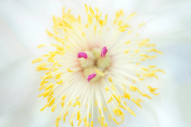 istock Close up of a white peony flower 993598256