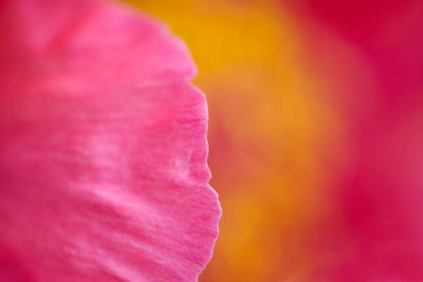 istock Close up of a peony flower 993598686