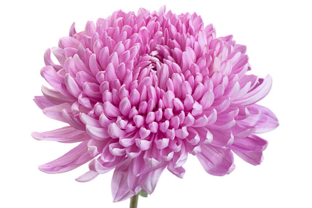 istock Purple chrysanthemum flower head 993601402