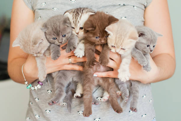 istock bouquet of little kitties 993601440