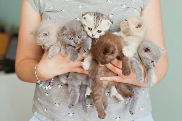 istock bouquet of little kitties 993601602