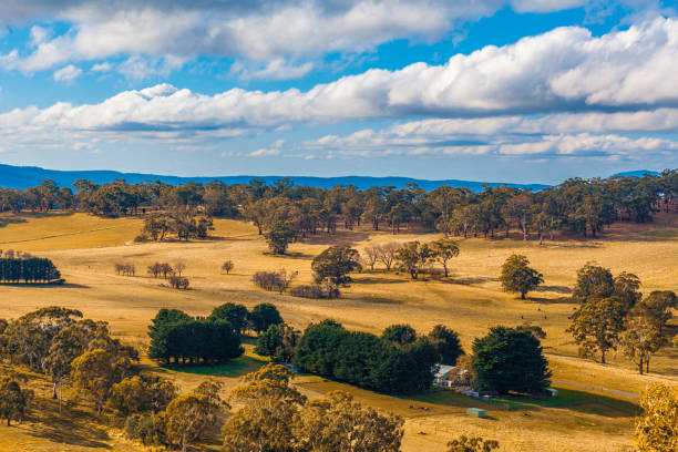 istock Beautiful countryside - yellow grass, trees, white fluffy clouds and blue sky 993602488