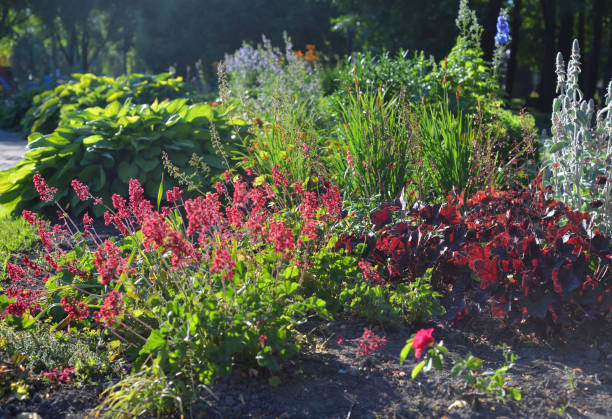 istock Flower bed with colorful flowers. 993611812