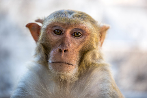 A close-up of a Rhesus Macaque (Macaca mulatta) at the base of Mount Popa.