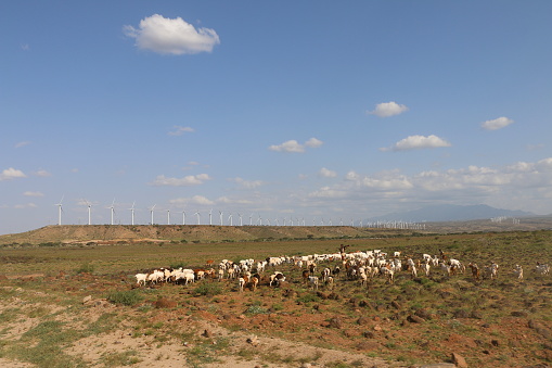 Cattle grazing in Italy: cows in a filed in the Maremma plan