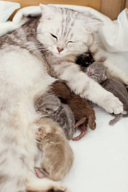 istock cute kitties with mommy cat 993625774