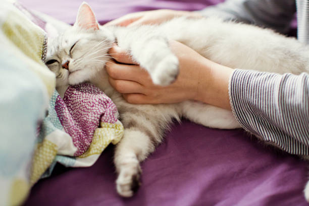 istock cute grey pregnant cat 993626278