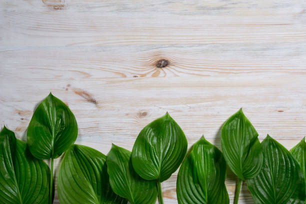 White old wooden background with beautiful fresh hosta leaves. Vintage mockup. Top view. Flat lay. stock photo