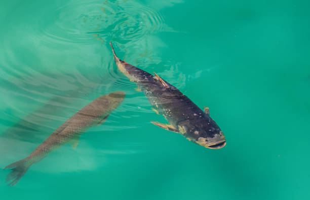 karp pływa w basenie na farmie rybnej. ryba - fish farm fish circle swimming zdjęcia i obrazy z banku zdjęć