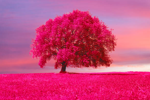 red tree big isolated in a meadow in spring enviroment background