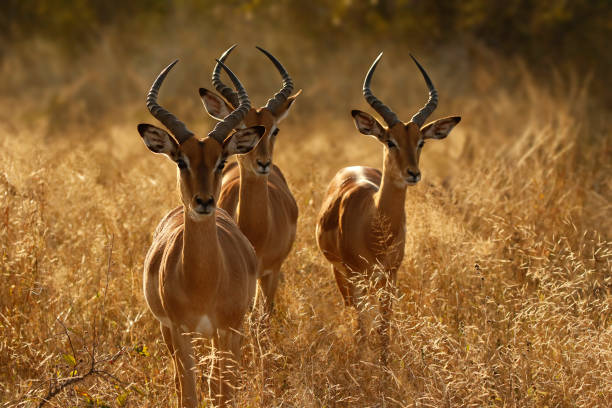 Animal mammal antelope impala wildlife nature Africa safari horns three males 3 stock photo