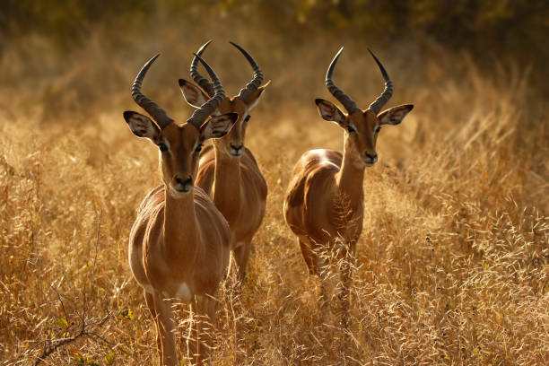 chifres de animal mamífero antílope da impala vida selvagem natureza áfrica safári três machos 3 - impala - fotografias e filmes do acervo