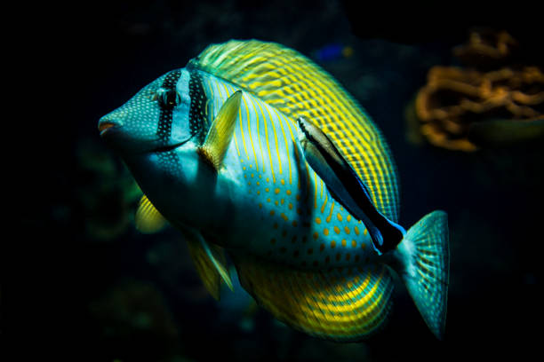 тропические рыбы - чистая wrasse очистки sailfin тан - sailfin tang стоковые фото и изображения