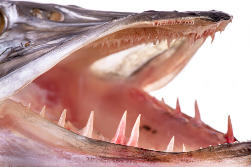 head of an pike and detail of mouth with large teeth