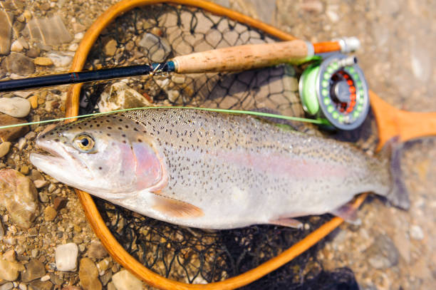 istock fly fishing and rainbow trout 993648504