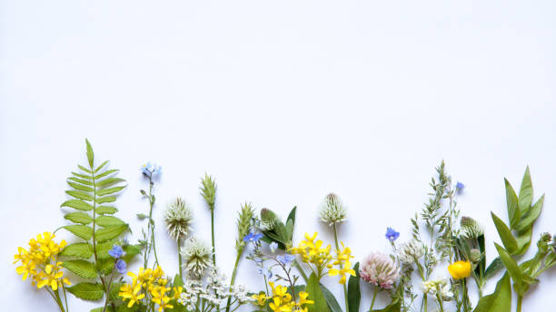istock wildflowers on white background 993653150
