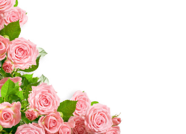 istock Corner ornament of pink roses isolated on white background with copy space 993653338