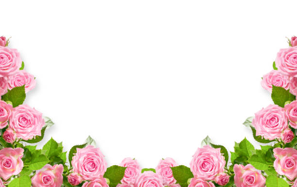 istock Pink roses isolated on white background 993653354