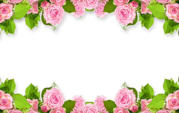 istock Pink roses isolated on white background 993653358