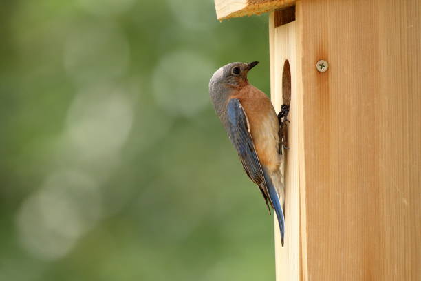 istock Female Eastern Bluebird Inspecting Nest Box 993655006