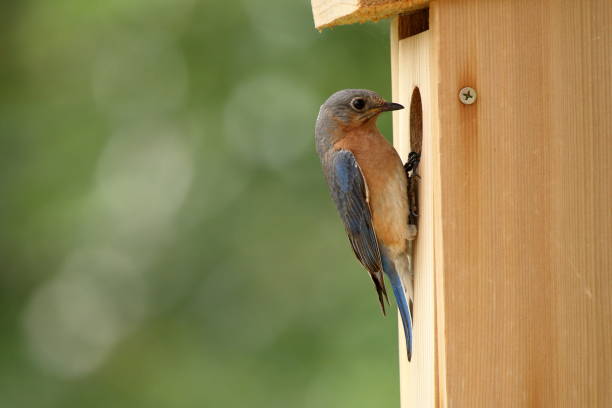istock Female Eastern Bluebird Inspecting Nest Box 993655160
