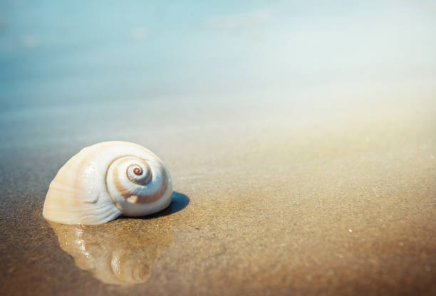 deniz kabuğu - shell stok fotoğraflar ve resimler