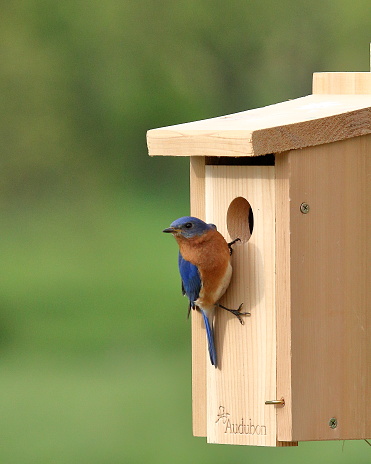 A pair of Eastern Bluebirds inspects a newly installed nest box. They spent quite some time looking and going in and out of the box before choosing it as their new home.