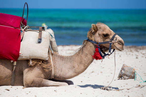 Camel against blue sky. Camel is traditional arab desert animal.