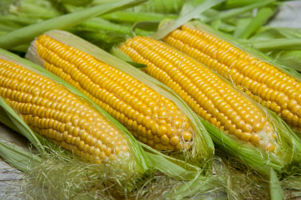 istock Fresh corn on cobs on rustic wooden table, closeup. Sweet corn ears background 993662448