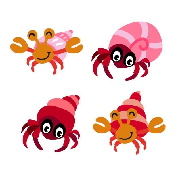 hermit crab character vector design hermit crab character vector design hermit crab stock illustrations