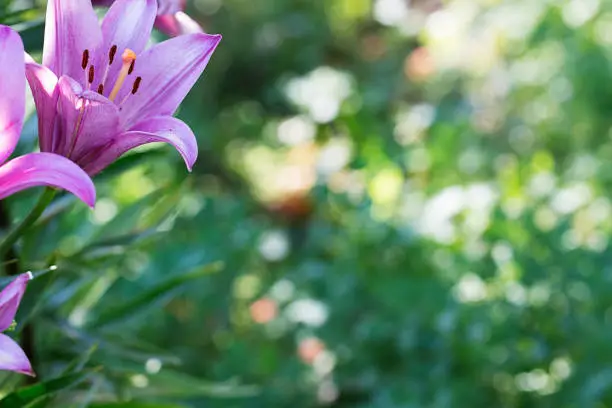 Pink Lily in the garden in sunny day  macro shoot it can be use for card