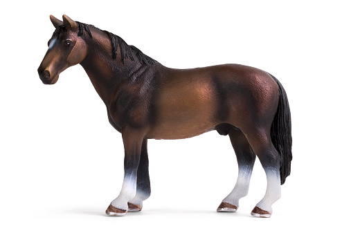 Isolated horse on white