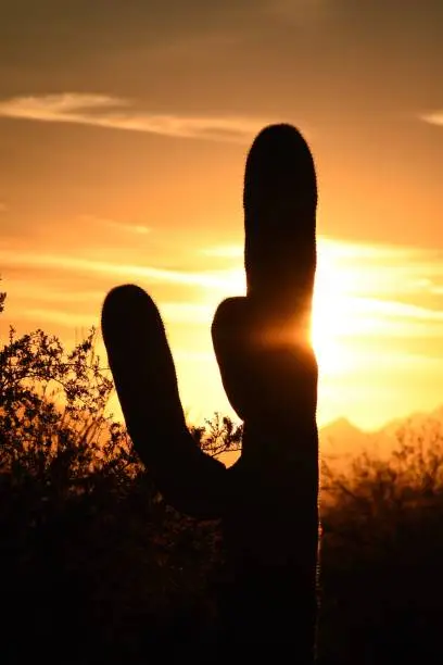 Silhouette of a large cactus with a vibrant sunset in the background.