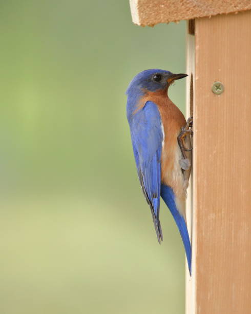 istock Male Bluebird Inspecting Nest Box 993684562