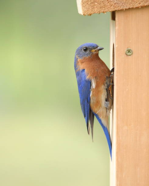 istock Male Bluebird Inspecting Nest Box 993684740