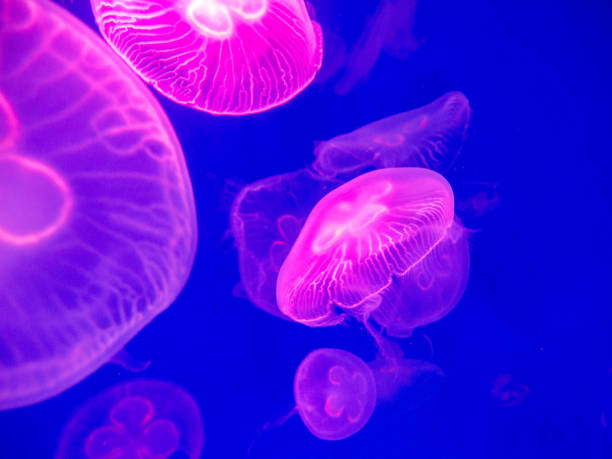 istock Pink jellyfish in on blue background. 993684838