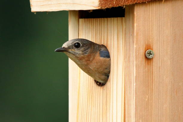 istock Female Eastern Bluebird in Nest Box 993684872